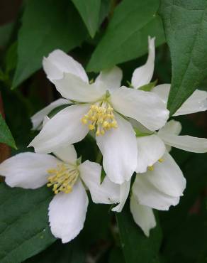 Fotografia 11 da espécie Philadelphus coronarius no Jardim Botânico UTAD