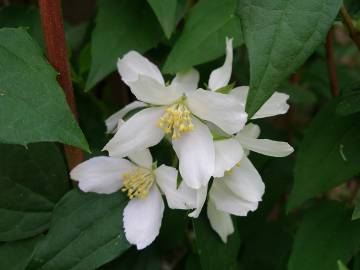 Fotografia da espécie Philadelphus coronarius