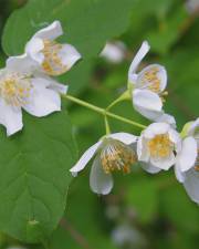 Fotografia da espécie Philadelphus coronarius