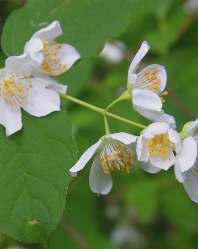 Fotografia de capa Philadelphus coronarius - do Jardim Botânico