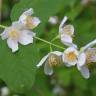 Fotografia 1 da espécie Philadelphus coronarius do Jardim Botânico UTAD