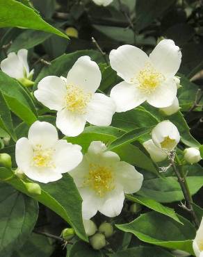 Fotografia 12 da espécie Philadelphus coronarius no Jardim Botânico UTAD