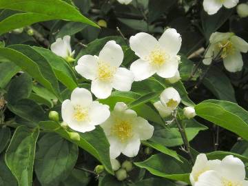 Fotografia da espécie Philadelphus coronarius