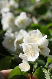 Fotografia da espécie Philadelphus coronarius