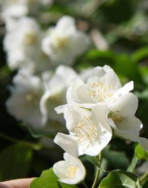 Fotografia 13 da espécie Philadelphus coronarius no Jardim Botânico UTAD