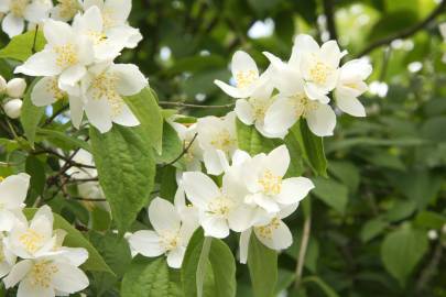 Fotografia da espécie Philadelphus coronarius