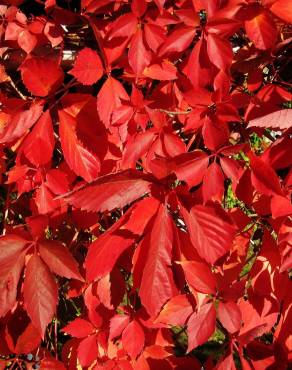 Fotografia 10 da espécie Parthenocissus quinquefolia no Jardim Botânico UTAD