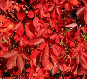 Fotografia da espécie Parthenocissus quinquefolia