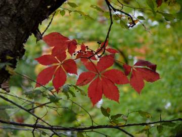 Fotografia da espécie Parthenocissus quinquefolia