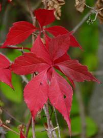 Fotografia da espécie Parthenocissus quinquefolia