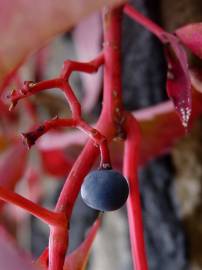 Fotografia da espécie Parthenocissus quinquefolia