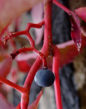 Fotografia 14 da espécie Parthenocissus quinquefolia no Jardim Botânico UTAD