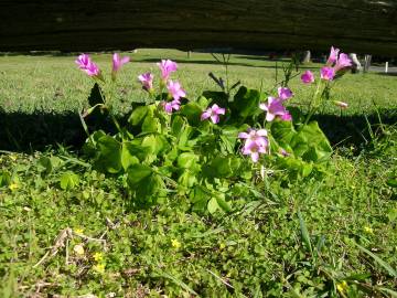 Fotografia da espécie Oxalis debilis var. corymbosa