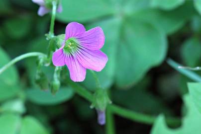 Fotografia da espécie Oxalis debilis var. corymbosa