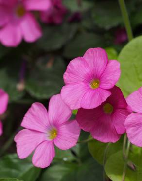 Fotografia 11 da espécie Oxalis debilis var. corymbosa no Jardim Botânico UTAD