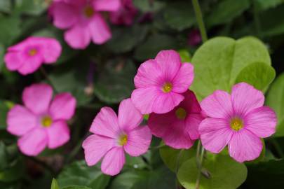 Fotografia da espécie Oxalis debilis var. corymbosa