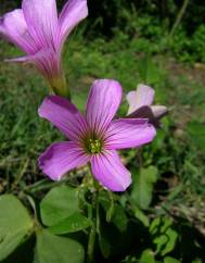 Oxalis debilis var. corymbosa