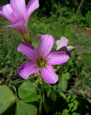 Fotografia 1 da espécie Oxalis debilis var. corymbosa no Jardim Botânico UTAD