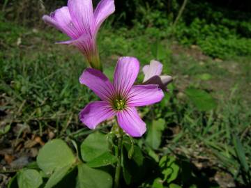 Fotografia da espécie Oxalis debilis var. corymbosa