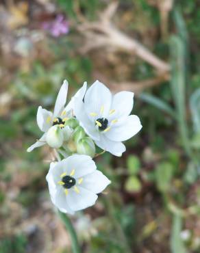 Fotografia 8 da espécie Ornithogalum arabicum no Jardim Botânico UTAD