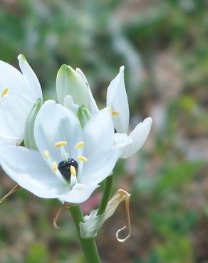 Fotografia 9 da espécie Ornithogalum arabicum no Jardim Botânico UTAD