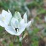 Fotografia 9 da espécie Ornithogalum arabicum do Jardim Botânico UTAD