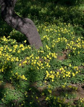 Fotografia 9 da espécie Oxalis pes-caprae no Jardim Botânico UTAD