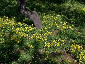 Fotografia da espécie Oxalis pes-caprae