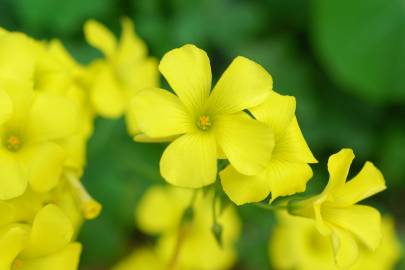 Fotografia da espécie Oxalis pes-caprae