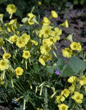 Fotografia 11 da espécie Oxalis pes-caprae no Jardim Botânico UTAD