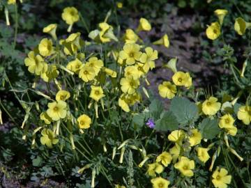 Fotografia da espécie Oxalis pes-caprae