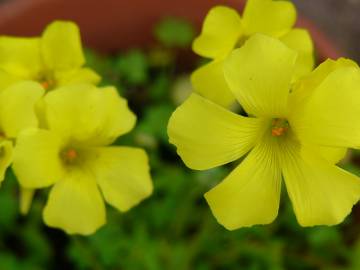 Fotografia da espécie Oxalis pes-caprae