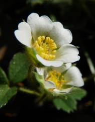 Potentilla sterilis