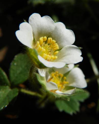 Fotografia de capa Potentilla sterilis - do Jardim Botânico