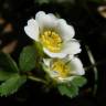 Fotografia 1 da espécie Potentilla sterilis do Jardim Botânico UTAD