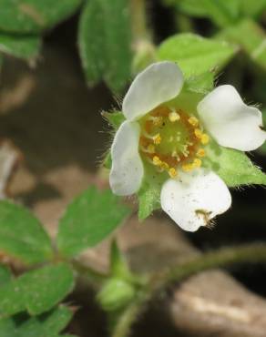 Fotografia 3 da espécie Potentilla sterilis no Jardim Botânico UTAD