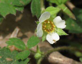 Fotografia da espécie Potentilla sterilis