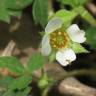 Fotografia 3 da espécie Potentilla sterilis do Jardim Botânico UTAD