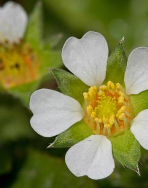 Fotografia 4 da espécie Potentilla sterilis no Jardim Botânico UTAD