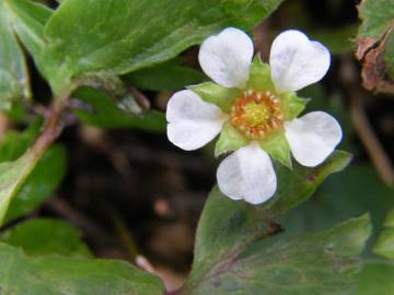 Fotografia da espécie Potentilla sterilis