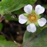 Fotografia 5 da espécie Potentilla sterilis do Jardim Botânico UTAD