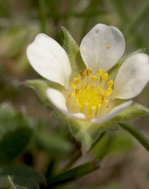 Fotografia 6 da espécie Potentilla sterilis no Jardim Botânico UTAD