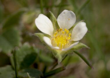 Fotografia da espécie Potentilla sterilis