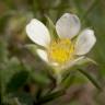 Fotografia 6 da espécie Potentilla sterilis do Jardim Botânico UTAD