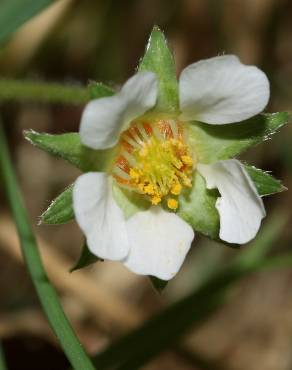 Fotografia 7 da espécie Potentilla sterilis no Jardim Botânico UTAD