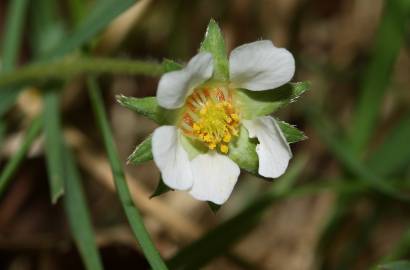 Fotografia da espécie Potentilla sterilis