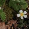 Fotografia 8 da espécie Potentilla sterilis do Jardim Botânico UTAD