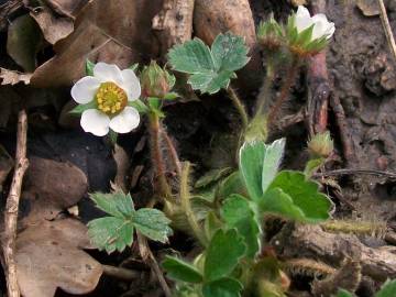 Fotografia da espécie Potentilla sterilis