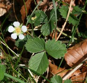 Fotografia da espécie Potentilla sterilis