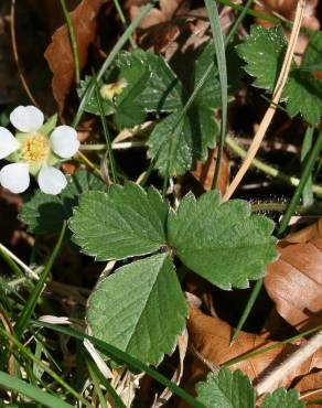 Fotografia 10 da espécie Potentilla sterilis no Jardim Botânico UTAD